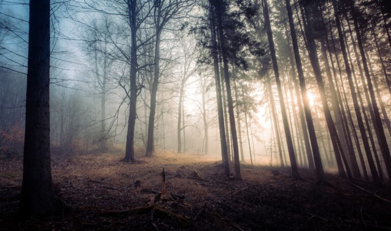 Photo Dark forest