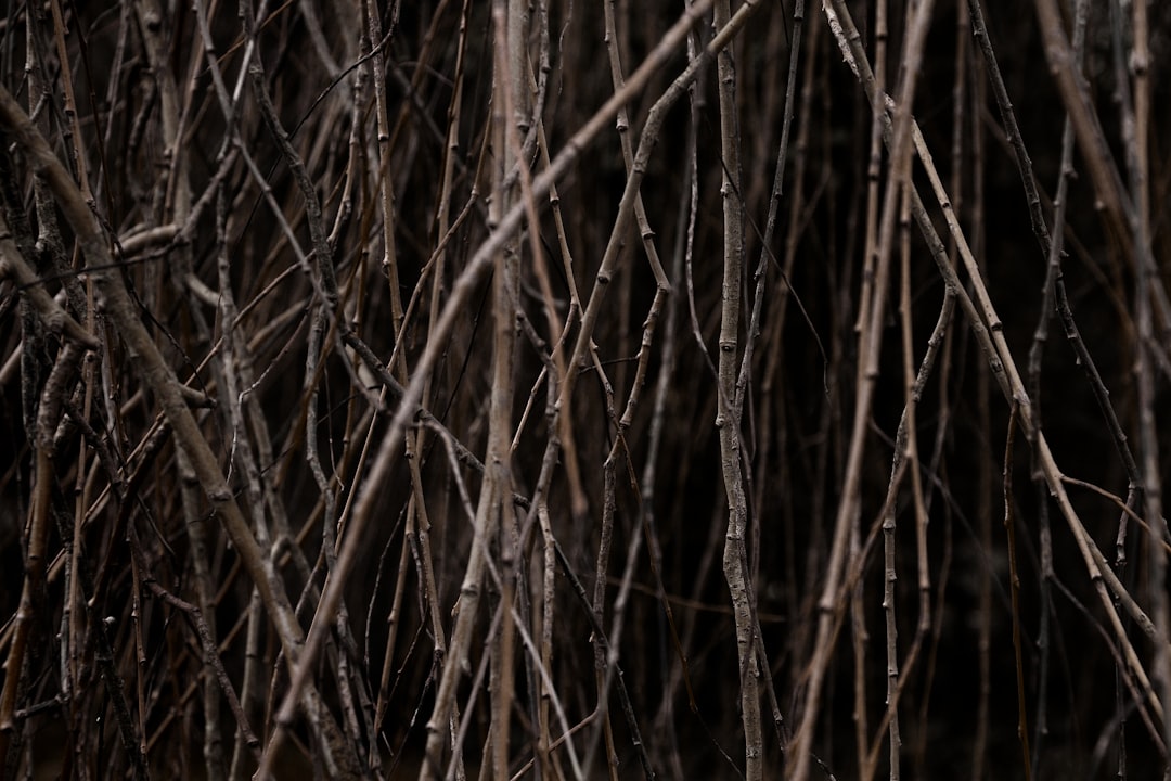 Photo Creepy forest