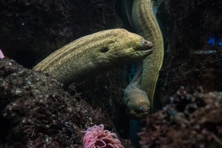 Photo Mysterious creature