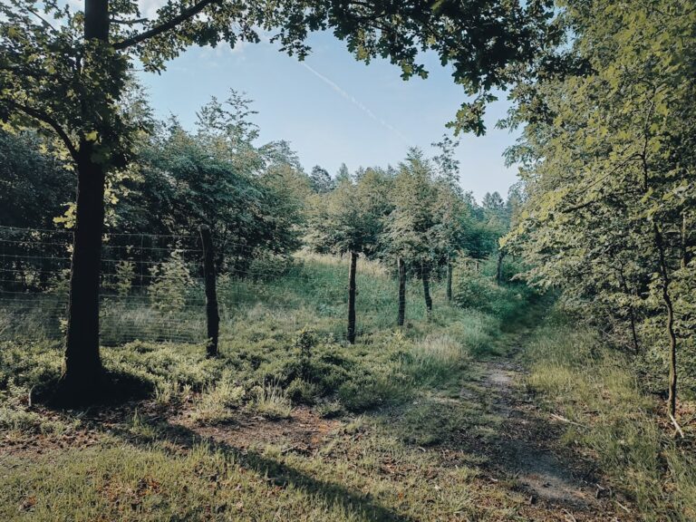 Photo Dark forest