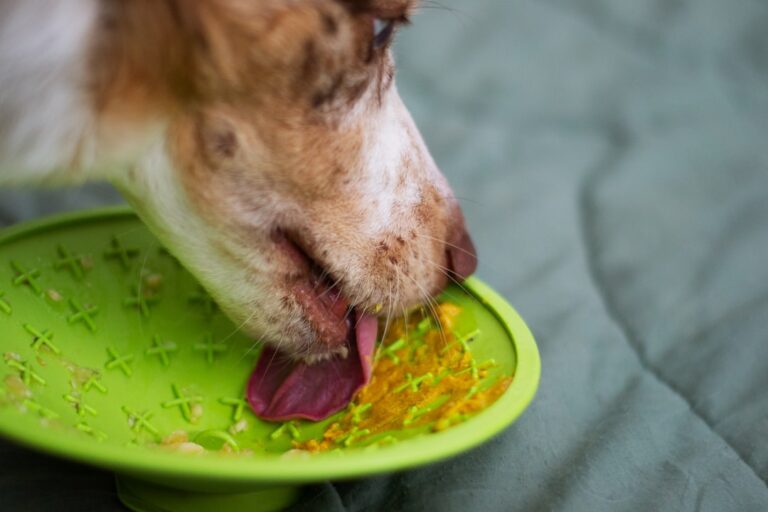 Photo Dog licking
