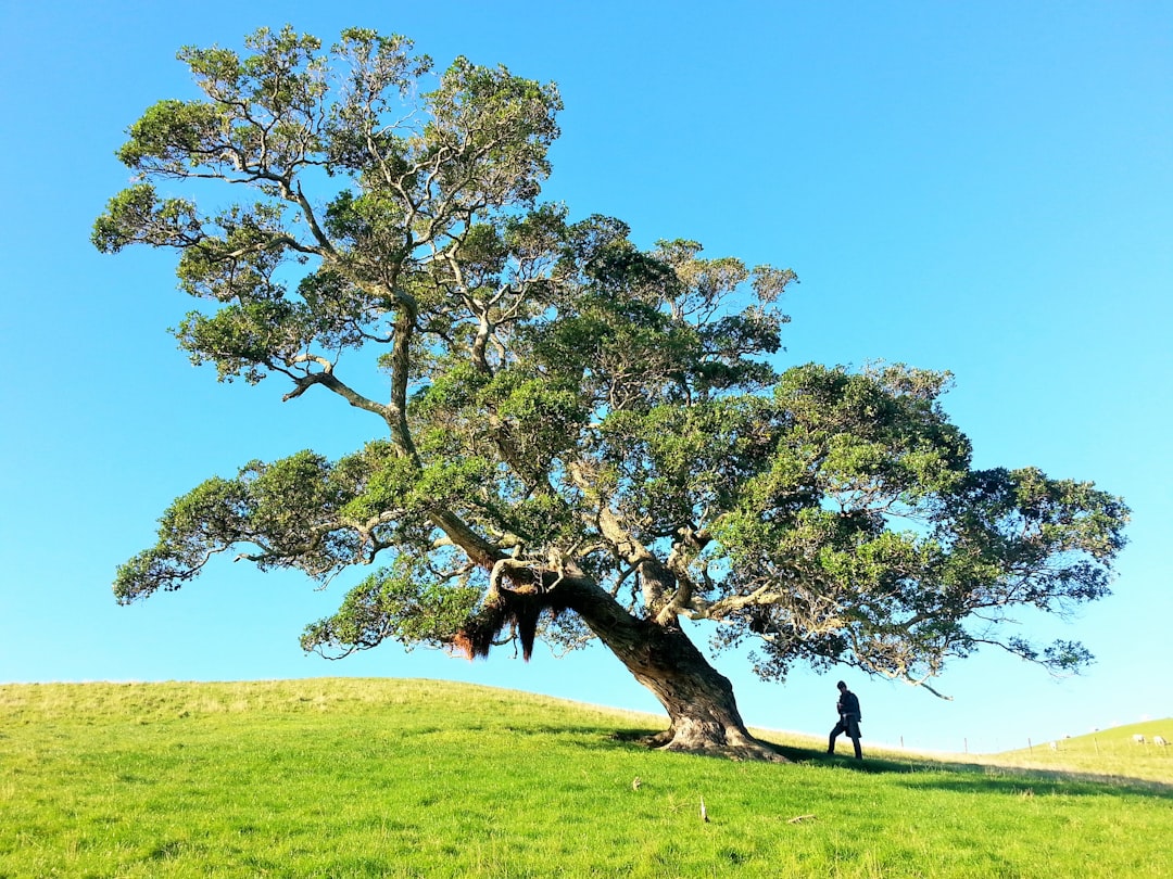 Photo Content Pillars: Tree diagram