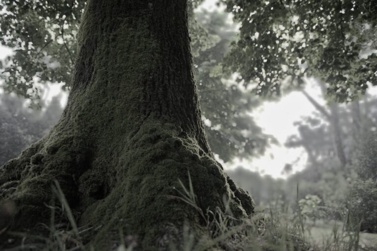 Photo Strong tree