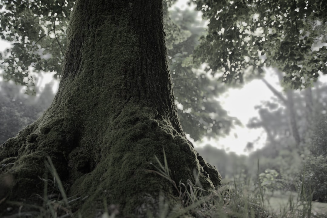 Photo Strong tree